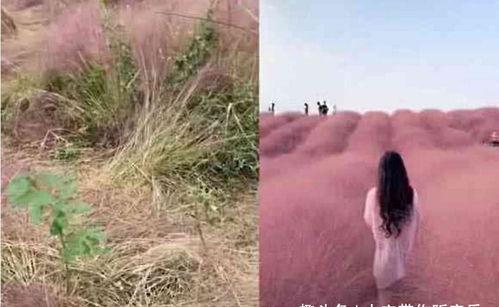 遇到现实网红,网络时代的明星之路  第1张